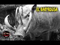 EL JABALI MAS RARO DEL MUNDO – El Cerdo Mas Raro Del Mundo – EL BABIRUSA – Cerdo ciervo