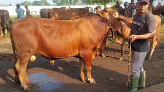 SAPI QURBANAN DARI BB 400 UP PASAR PAHING PATI 10 APRIL 2026 