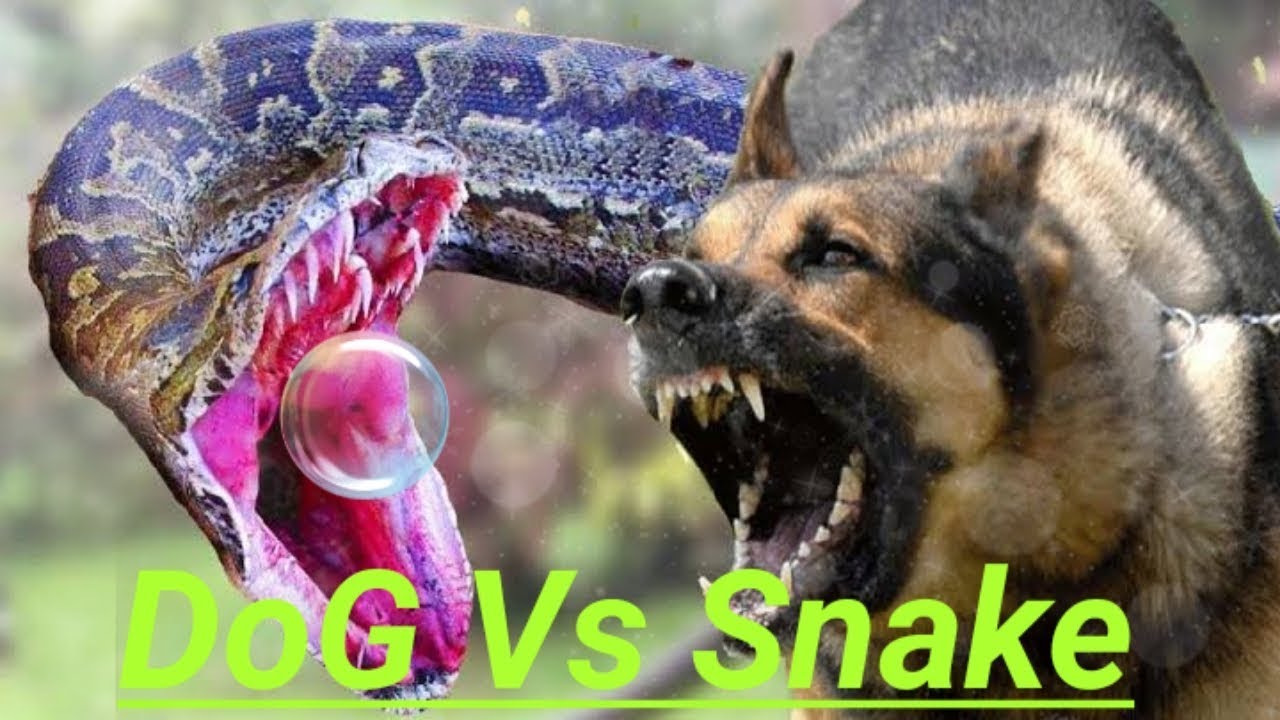 Snake vs Dog   Smart Dogs Bite Vicious Snake