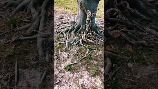 tree of life or poison creeper? #diablo2 #druid #treeoflife #esoteric #spirit #trees #nomad #stl