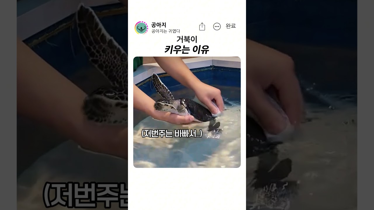 개북이의 매력 #거북이