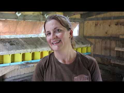 How to Increase Egg Production from Chickens | 3 Tips For MORE EGGS from Laying Hens
