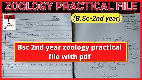 Zoology practical file Bsc 2 year  ( with pdf  )