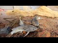 Experience of fishing in Ajay river with grandfather |দাদুকে নিয়ে অজয় নদীতে মাছ ধরতে আসার অভিজ্ঞতা