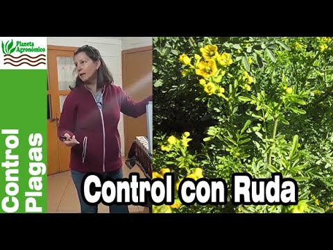 Cómo preparar y