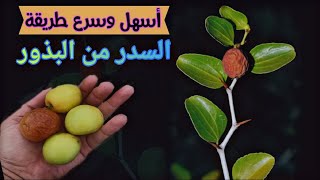 أسهل طريقة زراعية السدر من البذور خطوة بخطوة (النبق)