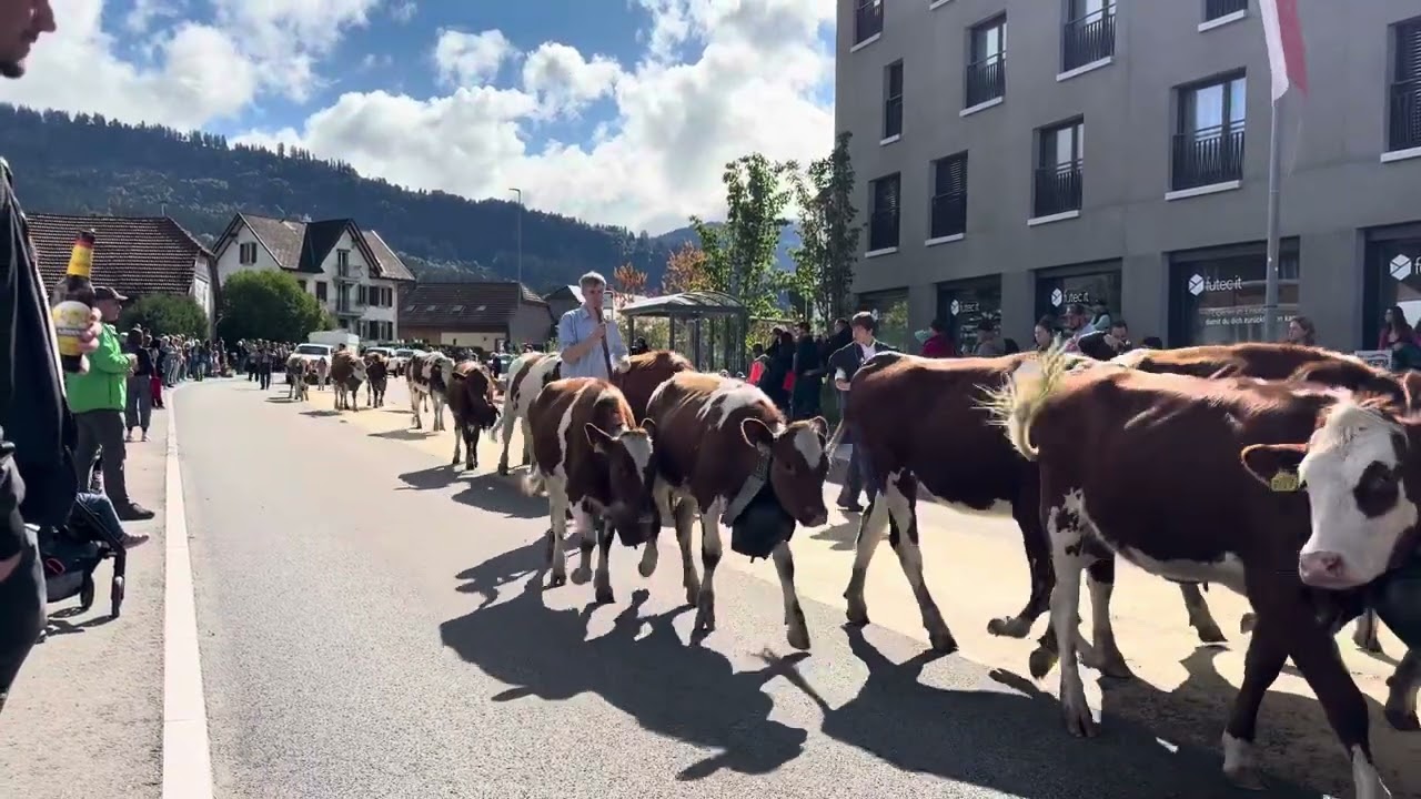 Désalpe Plaffeien troupeaux 11 / 20