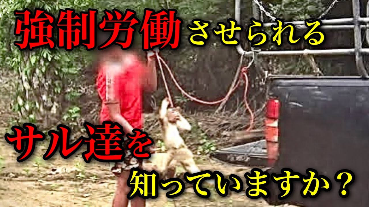 【実話】タイで強制労働させられるサル達がヤバすぎた