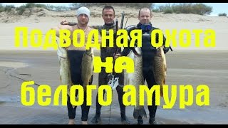 Подводная охота на белого амура. Волгоград 2016.(http://shopdiversant.com Еще сайты: Наш форум: http://diversant34.ru/forum Наш интернет-магазин: http://podvodnaja-ohota.ru Ссылки на соц сети:..., 2016-09-19T16:33:59.000Z)