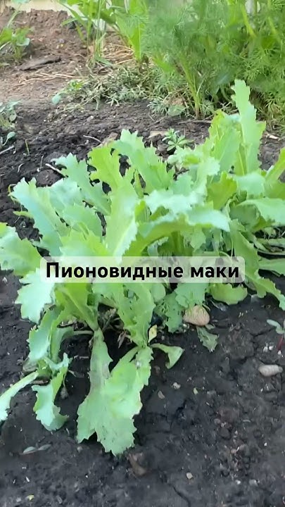 Пионовидные маки. Наблюдаю за ростом своих растений 😊 - YouTube