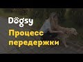 2. Инструкция догситтера Догси – Процесс передержки / dogsy.ru