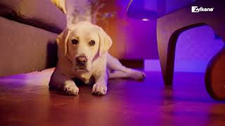Promote calm in dogs and cats with Zylkene®