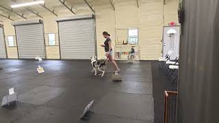 Harpy AKC Virtual Rally Course #5