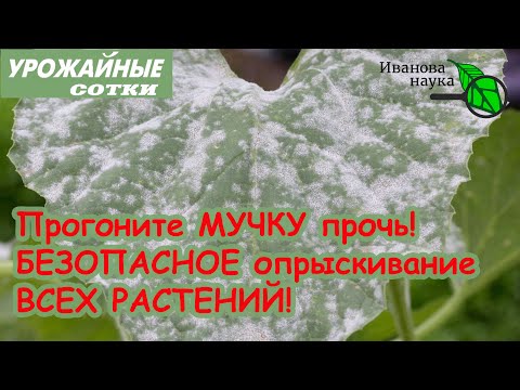 Видео: Борьба с ложной мучнистой росой тыквенных культур: как лечить ложную мучнистую росу на тыквенных культурах