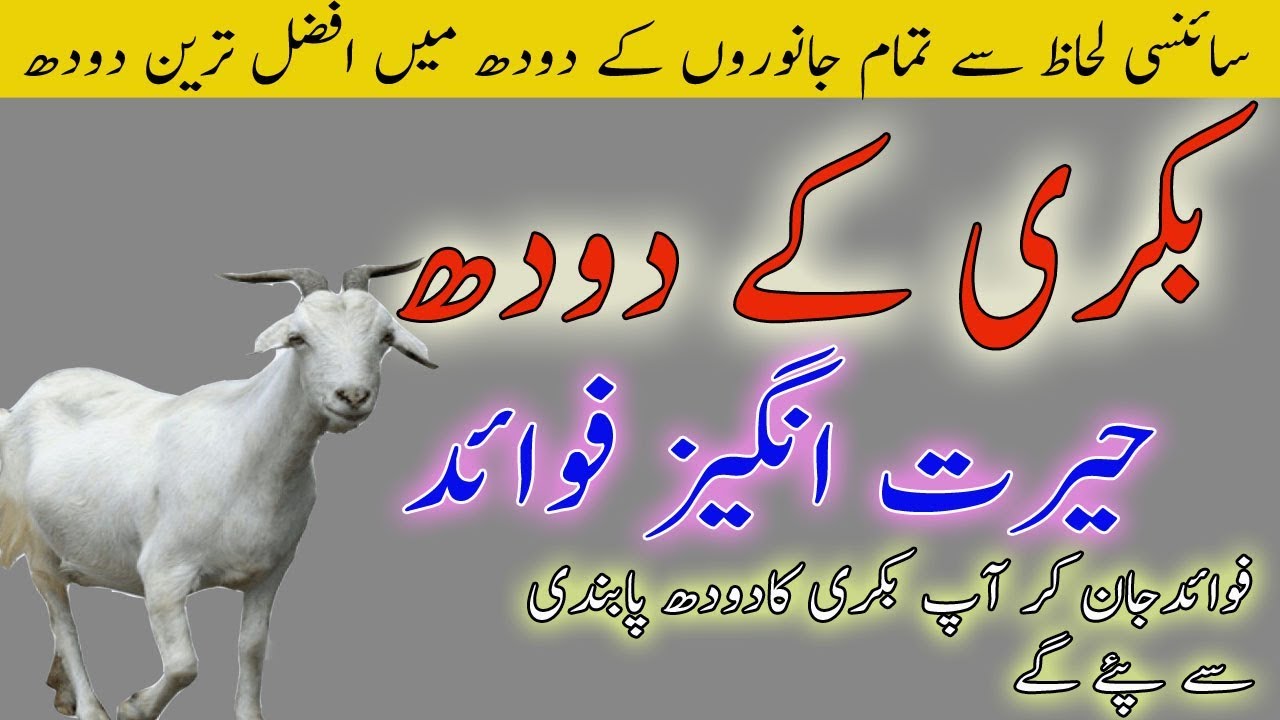 Bakri Ke Doodh Ke Fayde In Urdu Goat Milk Benefits In Urdu Sir My XXX