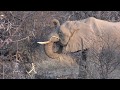 Namibie Sept. 2017 Eléphants