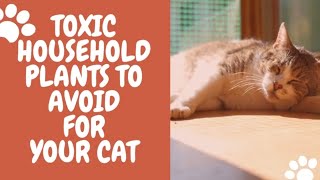 Toxic Household Plants to Avoid for Your Cat by kazick o 9 views 2 years ago 3 minutes