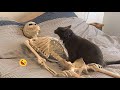 Funny dogs and catss 2023   best funniest animals of the month  1