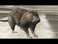 GTA 5 RP But We Troll as Rats