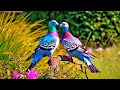 Birdsong & Relaxing Music - Beautiful Bird - Sounds for Sleep, Study & Stress Relief