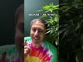 Seeds vs Clones | #shorts