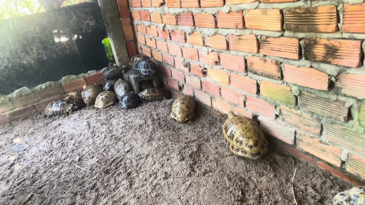 Rùa núi vàng giấy tờ hợp pháp Zalo 0399696601  #ruanuivang #ruacan #rua #ruacanh 