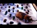 Insect Evidence in Criminal Investigations