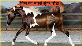 Cutes Animals 5M | Cute baby horse Videos Cutest moment of the horse | Cute horse | Cute animals