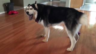 Chatty Husky! by Floofin Fools 441,829 views 7 years ago 30 seconds