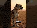 🐆 “Cinco minutos más.”