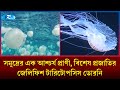 সমুদ্রের এক আশ্চর্য প্রাণী, বিশেষ প্রজাতির জেলিফিশ টারিটোপসিস ডোরনি | Rtv News