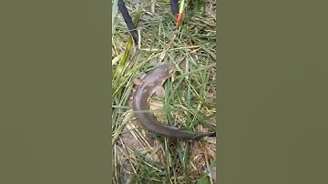 Câu cá ngát lạ ở sông mương chuối nhà bè