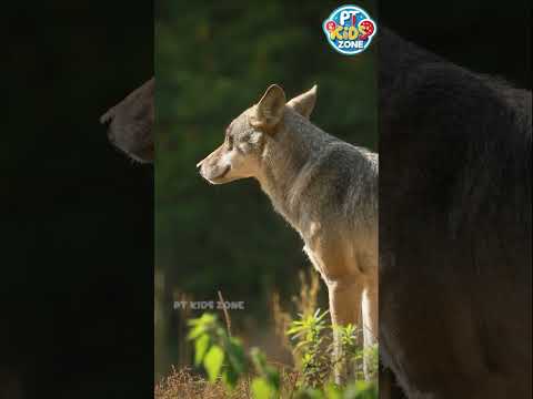 W Is For Wolf ABC Animals Alphabet For Kids PT Kids Zone 