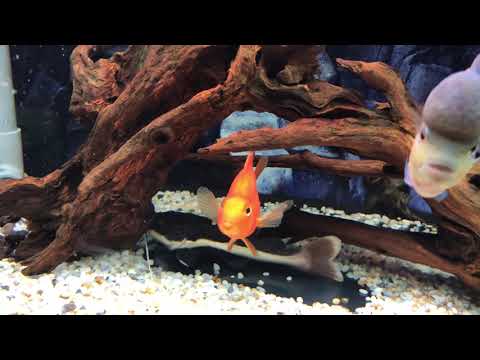 Video Hồ cá săn mồi mini cộng đồng - youtube