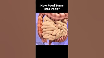 How Food Turns Into Poop