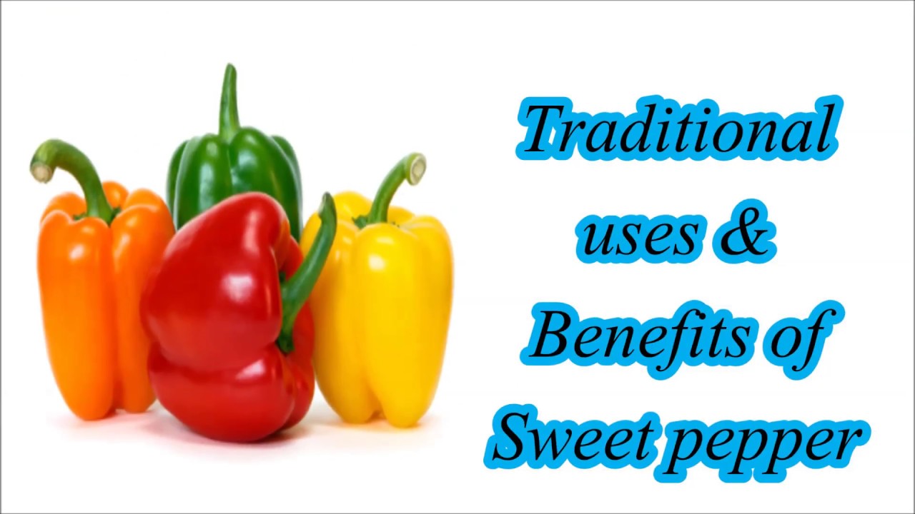 Traditional uses & benefits of Sweet pepper YouTube