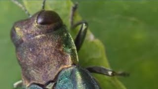 Tree-killing pest, the emerald ash borer, appears in 3 new Oregon communities