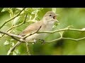 Garden warbler sings her song. Gartengrasmücke singt ihr Lied. Eifel, Germany