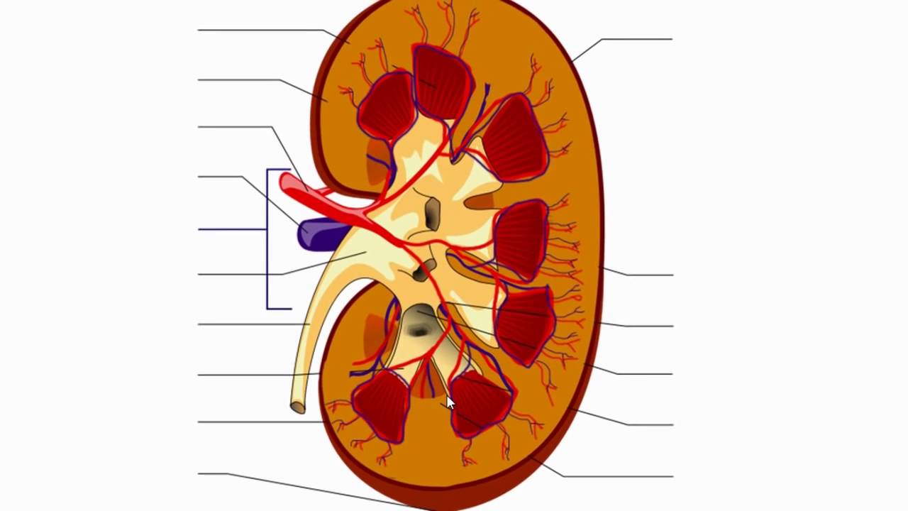 Internal Structure Of The Kidney Anatomy Tutorial