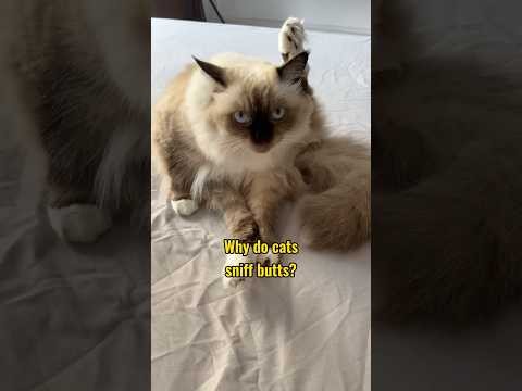 Why Do Cats Sniff Butts? 😅