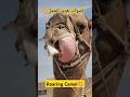 أصوات هدير الجمل Roaring Camel Trending Animals Camel Lionsound Animals Shorts Short Roar 
