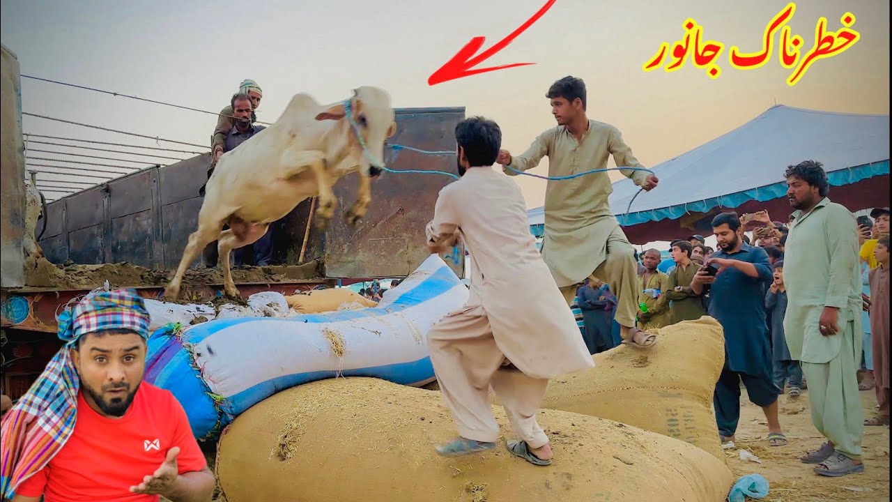 Bull ne ATTACK ker diya 🐄 Dangerous Cow Qurbani 2024