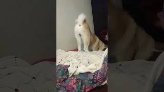 Ouch #dog #funny #akita #cute #cutedog #pet #funnyvideo #fart  #music #chipichipi #drum