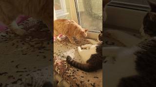 Оплот тепла кошачьего😽 #милота #котыгеймера #miahizaki #летсплей #гейминг #shorts