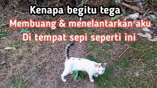 Kesepian, terlantar dan kelaparan sendirian. Kisah kucing kampung yg terlantar di pinggir jalan.