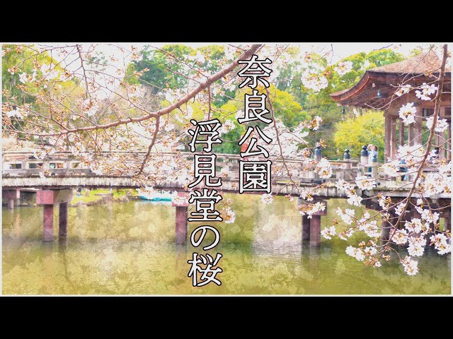 奈良公園 浮御堂の桜 Cherry Blossom in Nara Park - YouTube