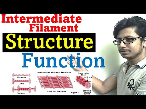 Intermediate filaments structure and function