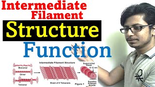 Intermediate filaments structure and function