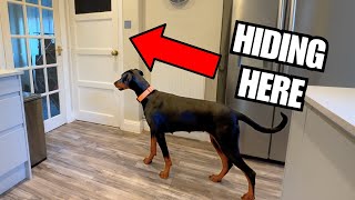 Pranking My Dogs | HILARIOUS REACTIONS!