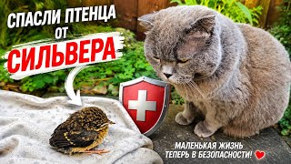 Спасли птенца от кота! Трогательная история со счастливым концом ❤️
